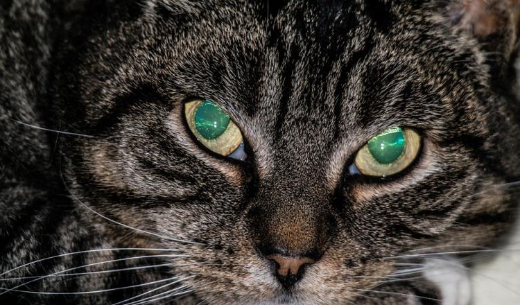 Japón lanza alerta sanitaria luego de que gato cayera en contenedor de químicos