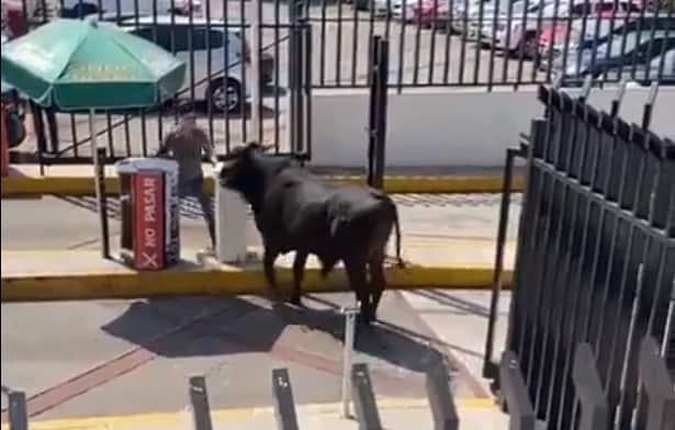 Toro entra a estacionamiento de escuela La Salle en CDMX