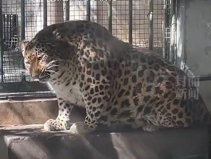 Leopardo en zoológico de China será sometido a dieta por tener kilitos de más