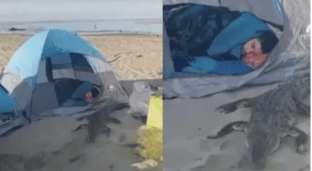 Jóvenes que acampaban en playas de Jalisco despiertan acompañados de un cocodrilo