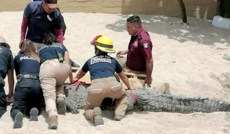 Capturan a cocodrilo de 3 metros que merodeaba zona turística de Puerto Vallarta