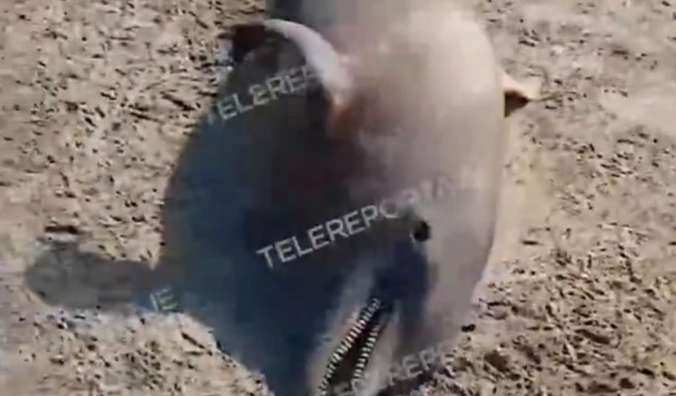 Localizan a delfín muerto en Playa Miramar, Centla