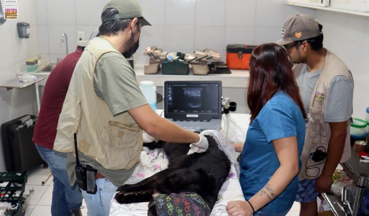 Muere jaguar de zoológico de Morelia por contacto con agua contaminada