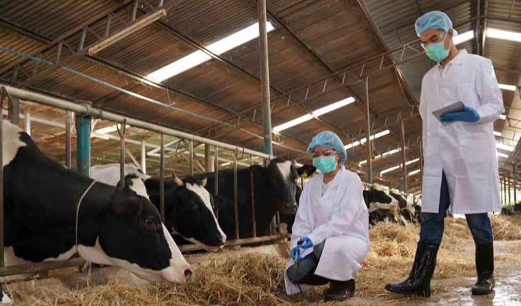 En EE.UU. detectan virus de gripe aviar en leche de vaca