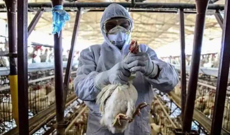 Preocupa a OMS que gripe aviar se transmita entre humanos