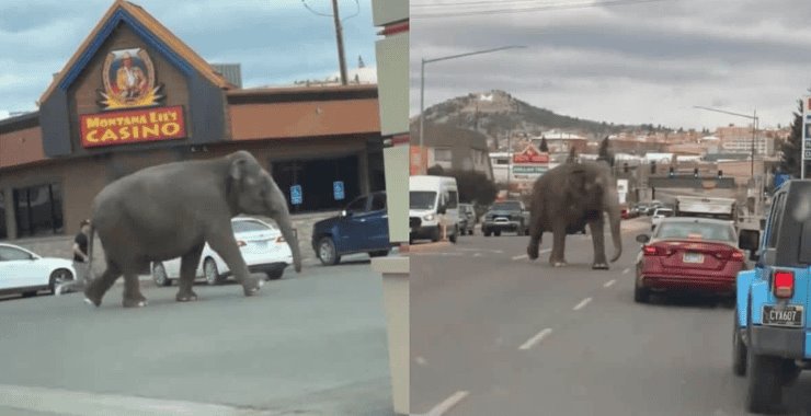 Elefante se escapa de circo y pasea por calles de ciudad en EE.UU.
