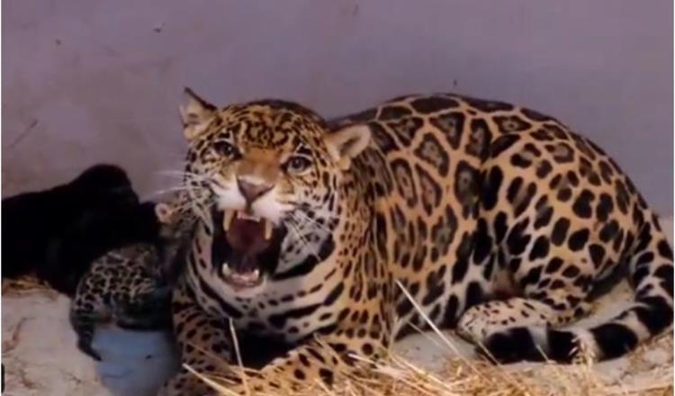 Nacen 3 cachorros de jaguar en Zoológico de Chapultepec