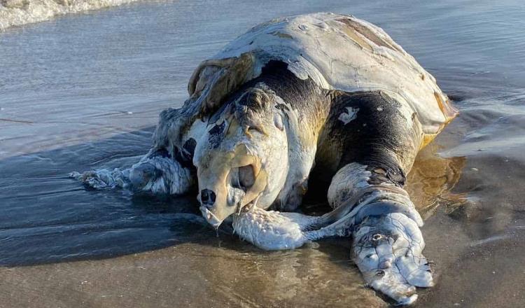 Organismo internacional acusa a México por omisiones que habrían provocado muerte de tortugas caguama