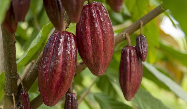 Desabasto de cacao, "muerte anunciada": Turismo Tabasco