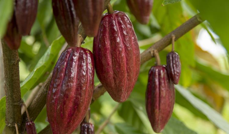 Busca Gobierno declarar al "Cacao" como Patrimonio Cultural Inmaterial de Tabasco