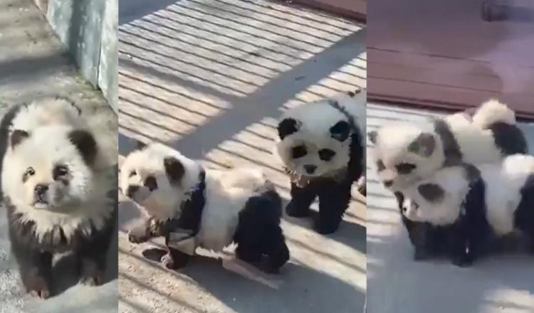 Zoológico en China implementa perritos como osos panda