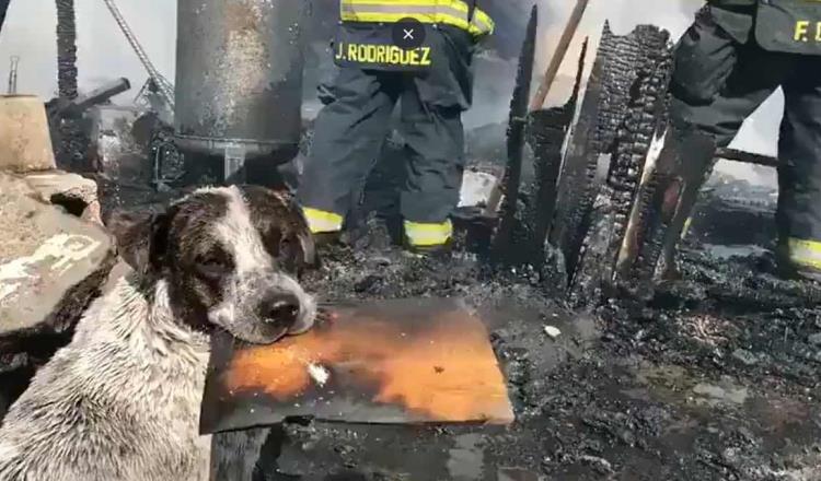 Perrito llora desconsoladamente al ver su casa convertida en cenizas en Jalisco