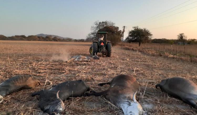 En Oaxaca, mueren 500 reses por ola de calor y sequía