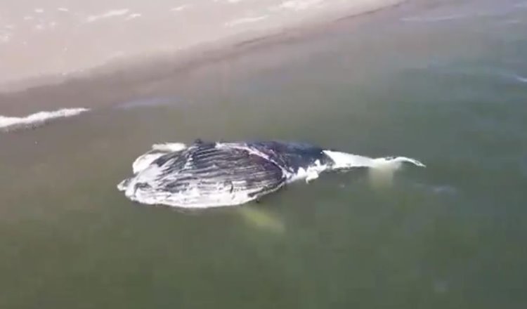 Hallan a ballena sin vida varada en Isla Macapule en Sinaloa