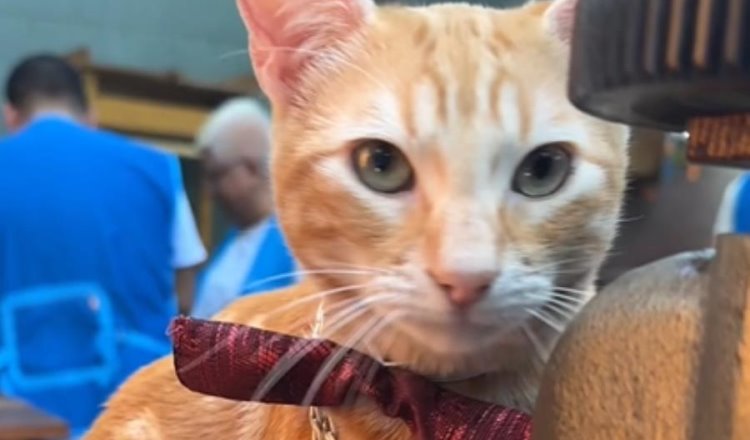 Penal en Perú comparte video de la vida de "Sony", gatito cuidado por internos