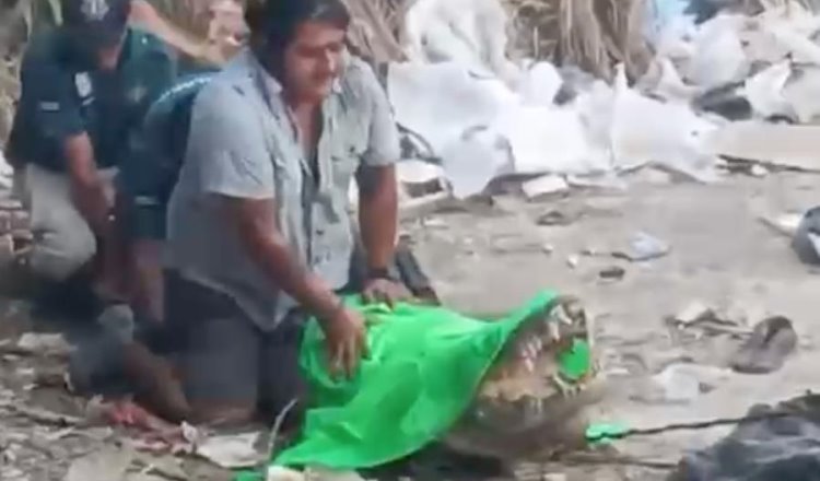 Graban a cocodrilo en calles de Progreso, Yucatán; luego lo capturan