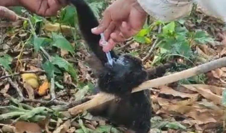 Altas temperaturas afectan salud de monos aulladores y aves en Comalcalco 