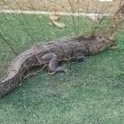 Avistan cocodrilo atrapado en cancha de futbol en la colonia Rovirosa