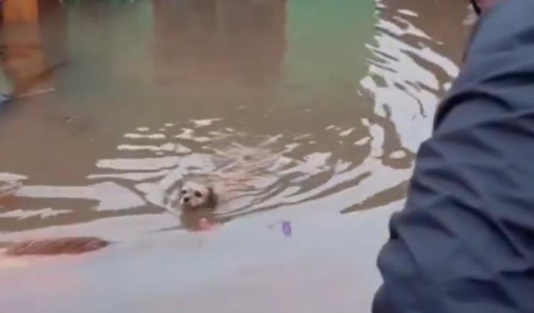 Rescatan en Brasil a perrito que se encontraba atrapado en casa inundada