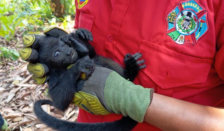 157 monos han muerto en Tabasco y Chiapas: Semarnat