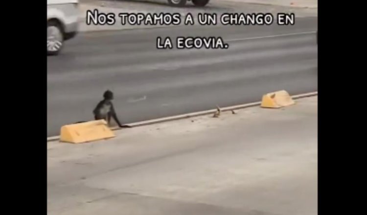 Captan a mono araña por calles de Monterrey