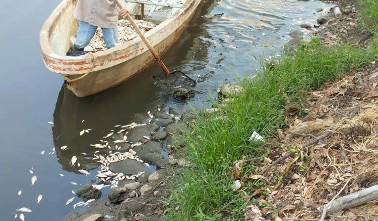 Se registra nueva mortandad de peces en Vaso Cencali