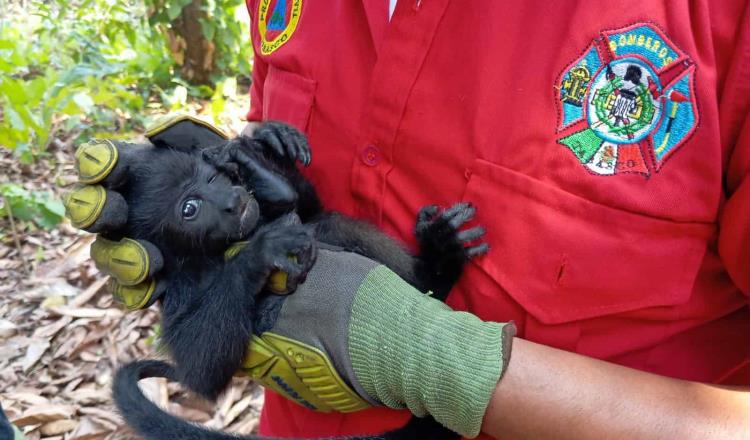 Mortandad de monos en Tabasco ocurriría de nuevo en 2025