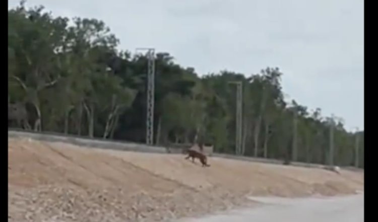 Captan a puma cruzando por las vías del Tren Maya en Quintana Roo