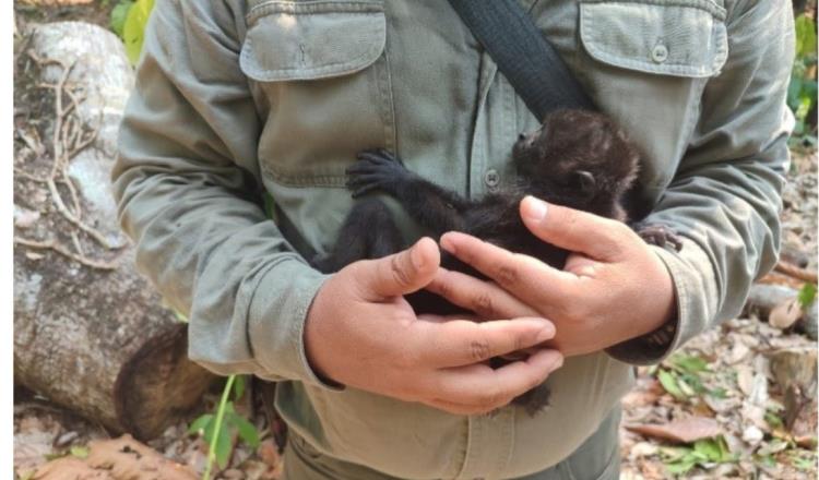 Sigue sin esclarecerse causas de muerte de monos en Tabasco y Chiapas: Semarnat