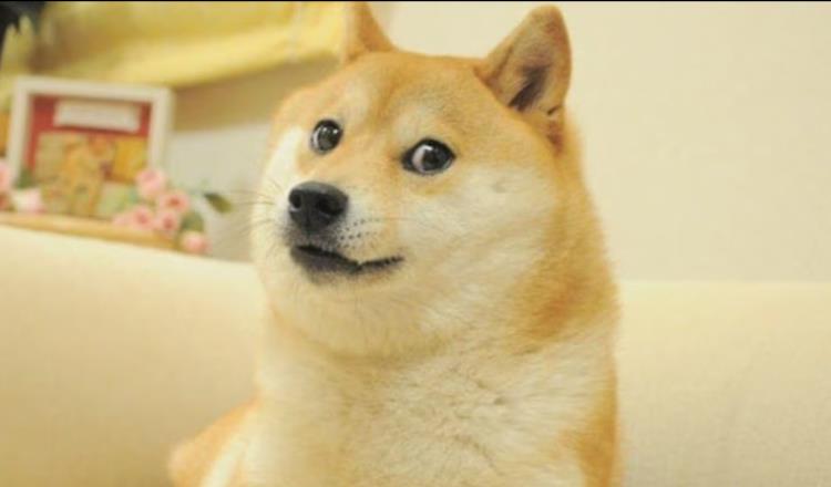 Muere Kabosu la perrita de los memes "doge"