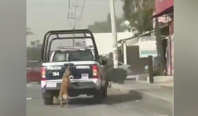 Indigna en redes perrita arrastrada por patrulla en Hidalgo