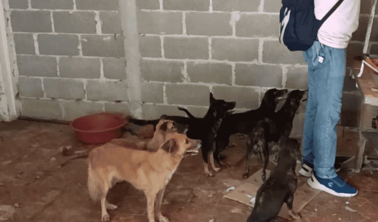 Rescatan a 9 perritos abandonados en domicilio de la avenida Méndez; 3 fallecieron