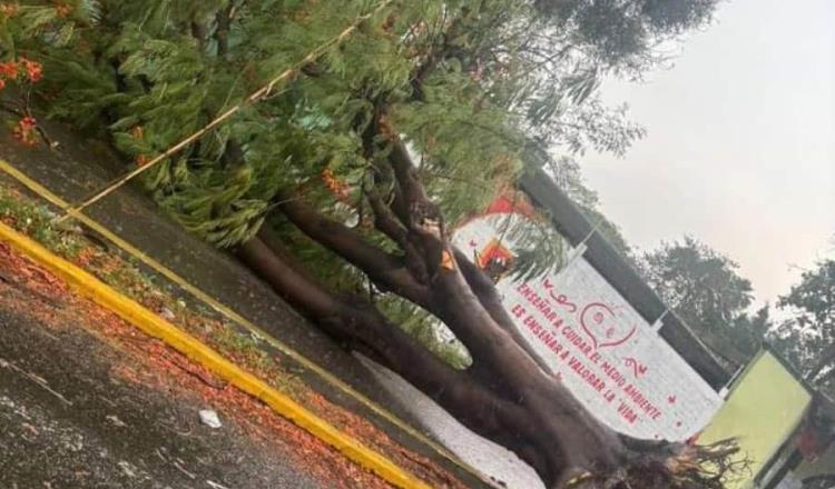 Fuerte ventarrón y lluvias en Tuxtla Gutiérrez provocan caída de árboles