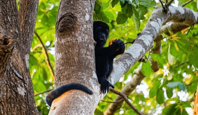 Mueren otros 3 monos en Veracruz; suman 220