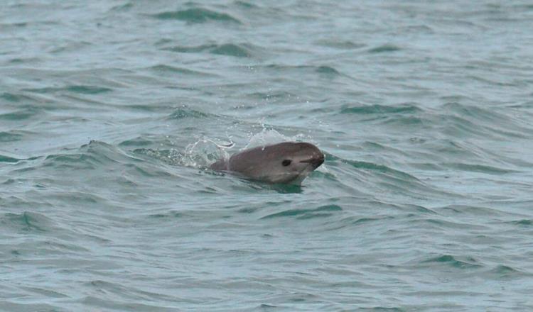 Avistan 9 vaquitas marinas en México; cifra desciende