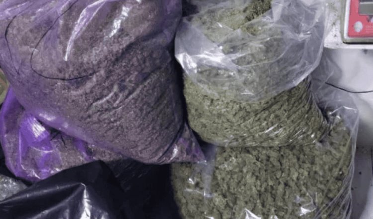 Decomisan 350 kilogramos de marihuana en CDMX