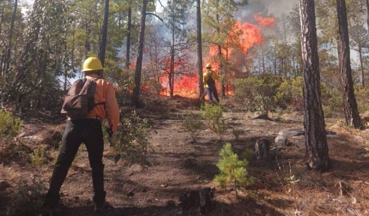 Incendios forestales han afectado 68 mil hectáreas de terreno en Chihuahua este 2024