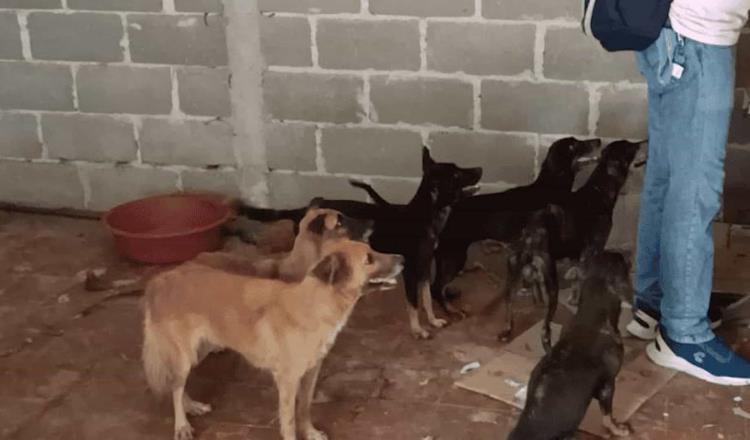 4 de los perritos rescatados en vivienda de Centro listos para ser adoptados: Caninos 911 