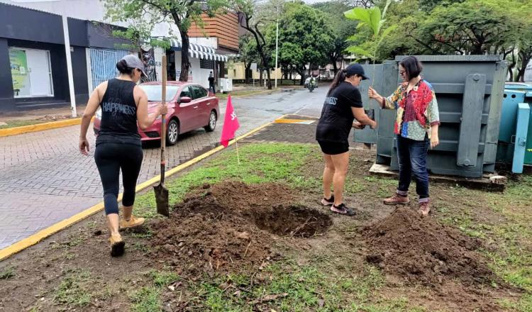 Colectivo "Sábado en Verde" realiza jornada de reforestación urbana