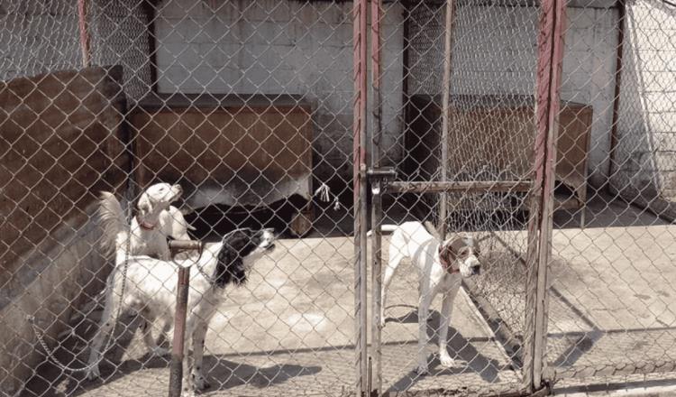 Rescatan a 46 perros abandonados en pensión de CDMX