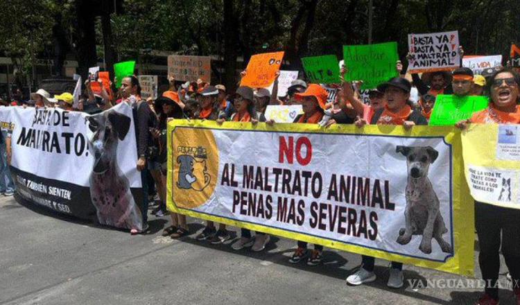 Impulsan en San Lázaro ley de rescate de animales de compañía víctimas de maltrato