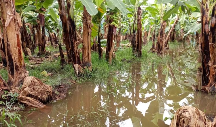 Tras lluvias, campesinos de Chiapas cuantifican pérdidas por 3 mdd