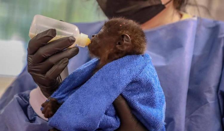 Habilitarán unidades de manejo preventivo tras mortandad de monos en Tabasco: DacBiol