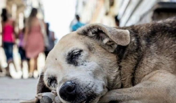 México encabeza lista de abandono de perros y gatos en América Latina 