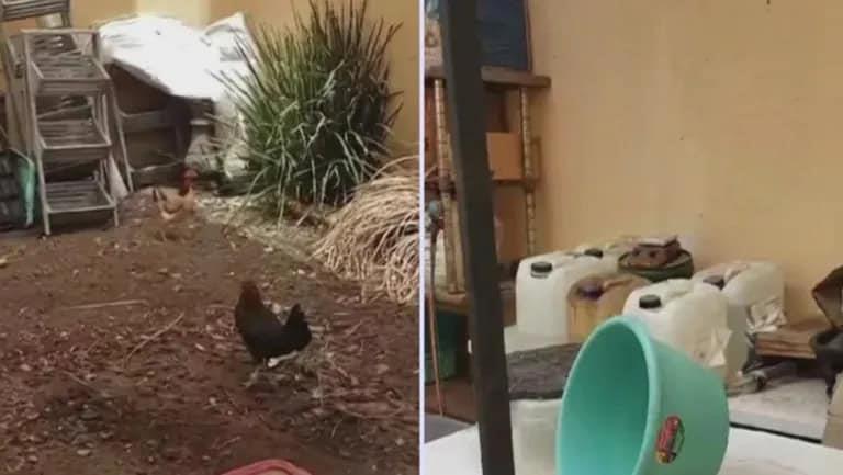 Cae sujeto que probaba drogas en gallinas en Querétaro