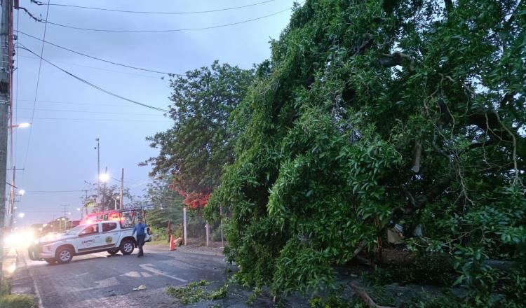 Ventarrón tumba árboles y postes en Tabasco