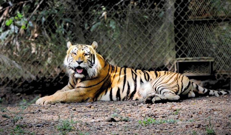 Muere Braulio, el tigre de bengala del Yumká