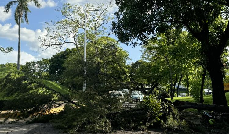 Cae rama de árbol sobre motociclistas en Ruiz Cortines y paraliza tráfico