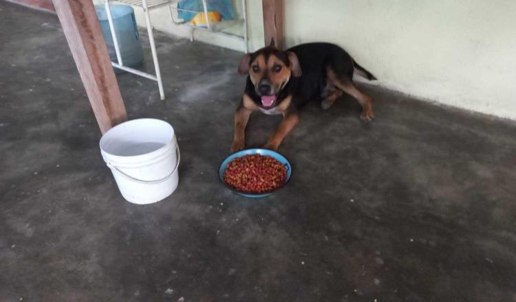 Exhiben a hombres arrastrando a perro por calles de Nacajuca