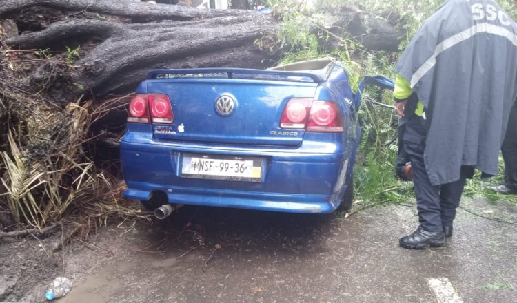 Cae árbol sobre un vehículo y mujer pierde la vida en CDMX; su hijo menor de edad sobrevive